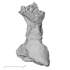 DV16-158 Homo sapiens vertebra view 1