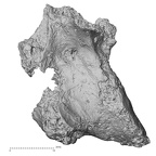 DV16-158 Homo sapiens vertebra view 2