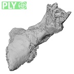 DV16-158 Homo sapiens vertebra ply