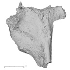 DV16-159 Homo sapiens vertebra view 1