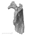 DV16-159 Homo sapiens vertebra view 2