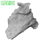 DV16-159 Homo sapiens vertebra ply