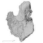 DV16-160 Homo sapiens vertebra view 1