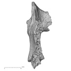 DV16-160 Homo sapiens vertebra view 2