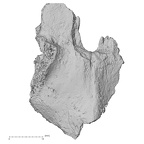 DV16-160 Homo sapiens vertebra view 3