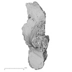 DV16-161 Homo sapiens vertebra view 1