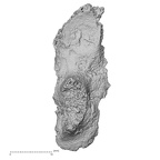 DV16-161 Homo sapiens vertebra view 2