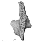 DV16-161 Homo sapiens vertebra view 3