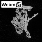 DV16-161 Homo sapiens vertebra ct stack movie