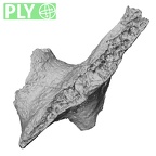 DV16-161 Homo sapiens vertebra ply