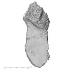 DV16-162 Homo sapiens vertebra view 1