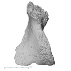 DV16-162 Homo sapiens vertebra view 2