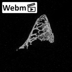 DV16-162 Homo sapiens vertebra ct stack movie