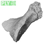 DV16-162 Homo sapiens vertebra ply