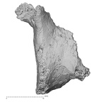 DV16-163 Homo sapiens vertebra view 1