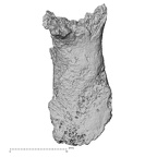 DV16-163 Homo sapiens vertebra view 2