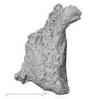 DV16-163 Homo sapiens vertebra view 3