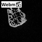 DV16-163 Homo sapiens vertebra ct stack movie