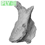 DV16-163 Homo sapiens vertebra ply