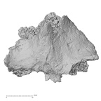 DV16-164 Homo sapiens vertebra view 1