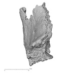 DV16-164 Homo sapiens vertebra view 2