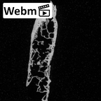 DV16-164 Homo sapiens vertebra ct stack movie