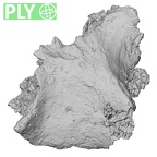 DV16-164 Homo sapiens vertebra ply