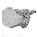 DV16-165 Homo sapiens vertebra view 1