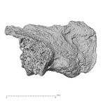 DV16-165 Homo sapiens vertebra view 2