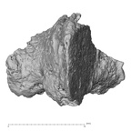DV16-165 Homo sapiens vertebra view 3