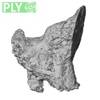 DV16-165 Homo sapiens vertebra ply