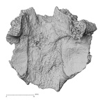 DV16-166 Homo sapiens sacrum anterior