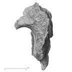 DV16-166 Homo sapiens sacrum lateral