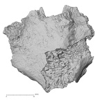 DV16-166 Homo sapiens sacrum posterior