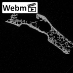 DV16-166 Homo sapiens sacrum ct stack movie