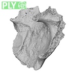 DV16-166 Homo sapiens sacrum ply