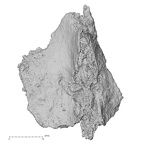 DV16-167 Homo sapiens sacrum view 1