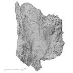 DV16-167 Homo sapiens sacrum view 2