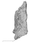 DV16-167 Homo sapiens sacrum view 3