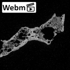 DV16-167 Homo sapiens sacrum ct stack movie