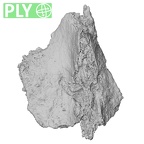 DV16-167 Homo sapiens sacrum ply