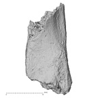 DV16-168 Homo sapiens vertebra view 1