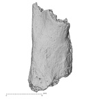 DV16-168 Homo sapiens vertebra view 2