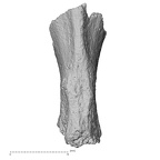 DV16-168 Homo sapiens vertebra view 3