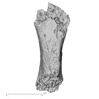 DV16-168 Homo sapiens vertebra view 4