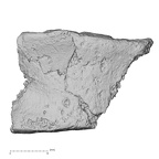 DV16-169 Homo sapiens vertebra view 1