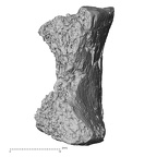 DV16-169 Homo sapiens vertebra view 2