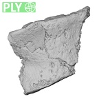 DV16-169 Homo sapiens vertebra ply