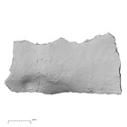 DV16-170 Homo sapiens pelvic fragment view 1