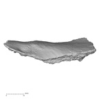 DV16-170 Homo sapiens pelvic fragment view 2